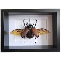 Deep Framed - Five-Horned Rhino Beetle