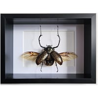 Deep Framed - Long-Armed Scarab Beetle (RARE)