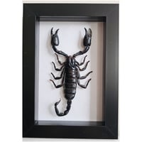 Framed - Giant Asian Forest Scorpion