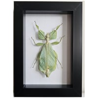 Framed - Walking Leaf Mimic Insect