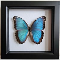 Framed - Blue Morpho Butterfly