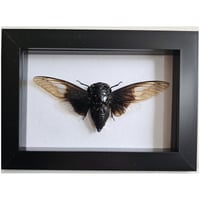 Framed - Ghost Wing Cicada