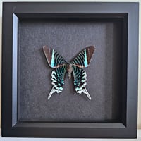 Framed - Green-Banded Urania Moth