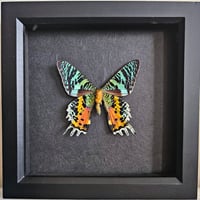 Framed - Madagascan Sunset Moth II