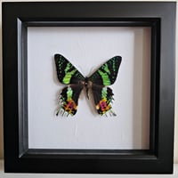 Framed - Madagascan Sunset Moth 