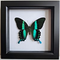 Framed - Peacock Swallowtail Butterfly