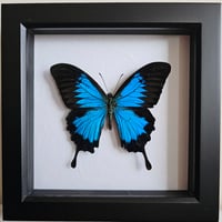 Framed - Ulysses Swallowtail Butterfly II