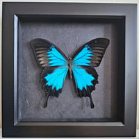 Framed - Ulysses Swallowtail Butterfly