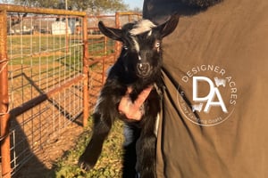 Image of MINI SILKY FAINTING GOAT SUPERMINIS 2025