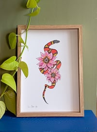 Image 4 of Cobra Mandacaru Colorido