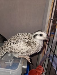 Image 4 of 32 Snowflake Quail Hatching Eggs 