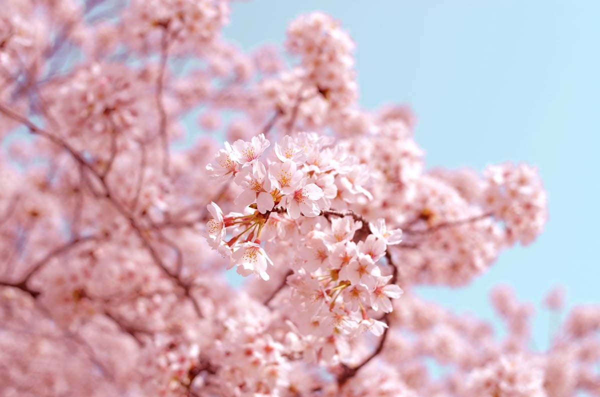 Image of Cherry Blossom Session!!