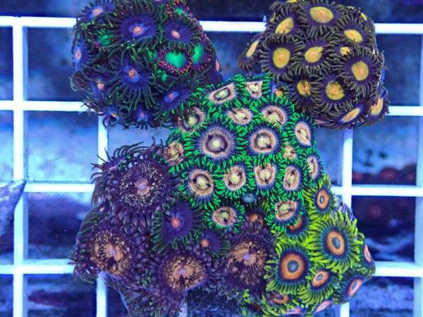 Image of 5 Pack Zoas Wysiwyg