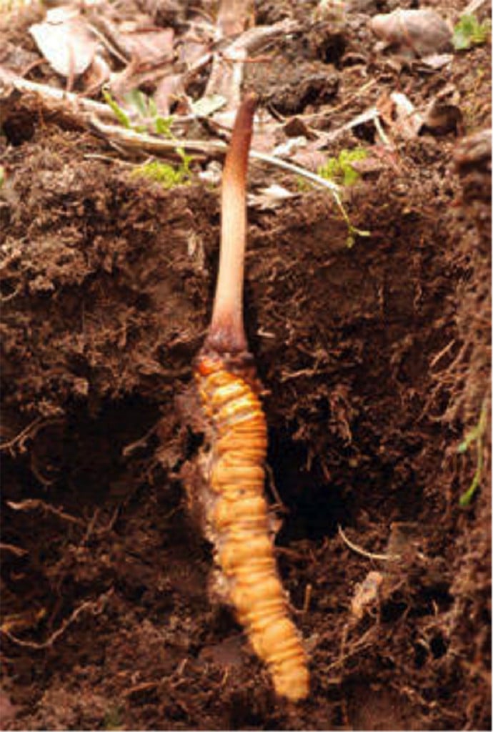 WILD MEDICINAL MUSHROOMS: Lion's Mane-Chaga-Turkey Tail-Maitake-Cordyceps (Himalayan Viagra). DNA.