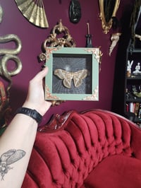 Samia Cynthia Moth