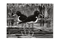 Oystercatchers - woodcut print