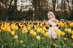 Image of U PICK TULIPS GLASTONBURY MINIS April 2025