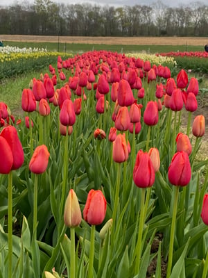 Image of U PICK TULIPS GLASTONBURY MINIS APRIL 19th 2025