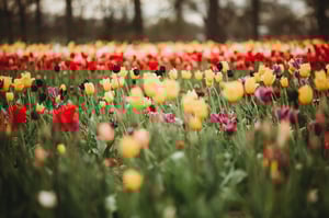 Image of U PICK TULIPS GLASTONBURY MINIS April 2025