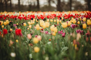 Image of U PICK TULIPS GLASTONBURY MINIS APRIL 19th 2025