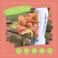 Celosia Plumosa 'Soft Summer Blend'