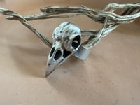 Image 1 of Raven Skull