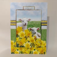 Just for you- Spring Lambs