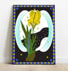 Iris nain de jardin