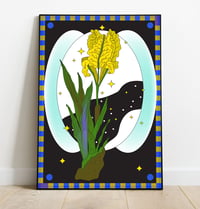 Iris nain de jardin
