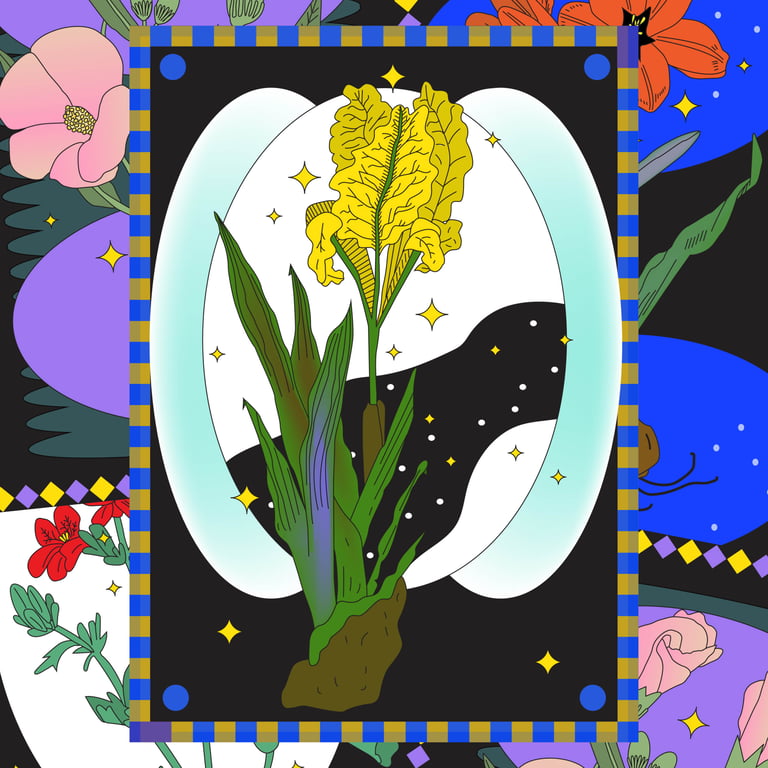 Iris nain de jardin Image 2