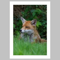 Image 2 of Fox Laying Down in the Afternoon