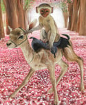 Fawn Rider