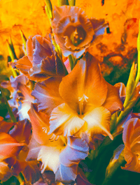 Image 1 of FLORAL COLOR BREAK #1 (36X24)