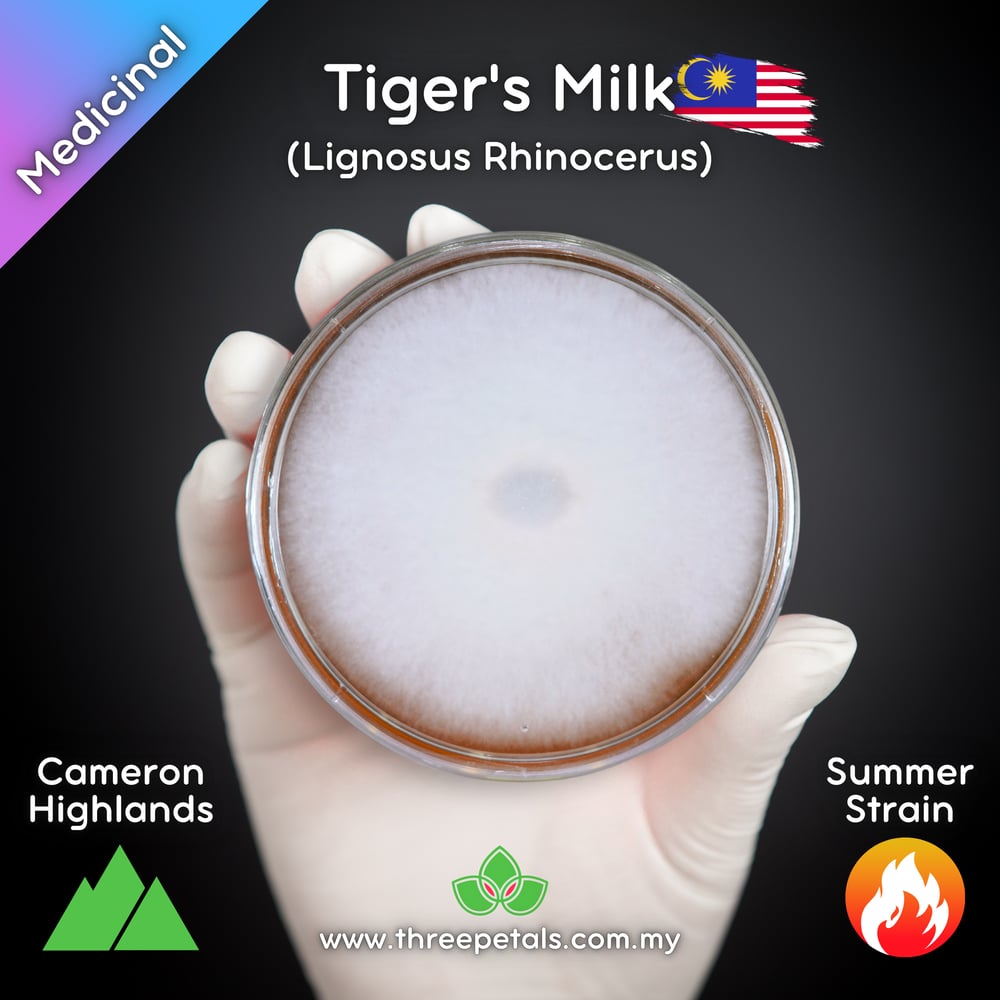 Tiger's Milk MY (Lignosus Rhinocerus - Cameron Highlands) Live Mycelium Mushroom Culture Spawn Seed