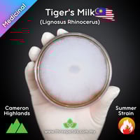 Image 1 of Tiger's Milk MY (Lignosus Rhinocerus - Cameron Highlands) Live Mycelium Mushroom Culture Spawn Seed