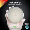 Hon Shimeji (Hypsizygus Tesselatus) Live Mycelium Mushroom Culture Spawn Seed