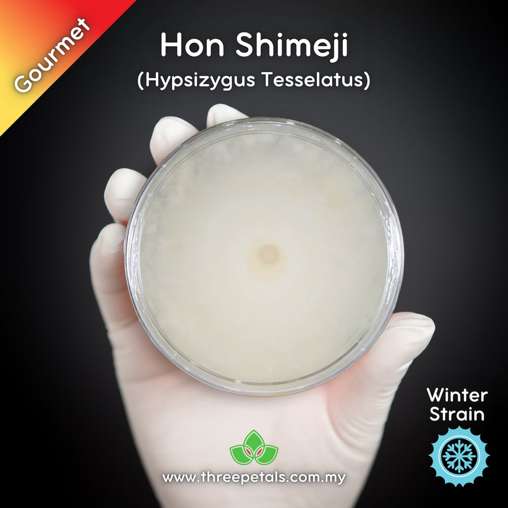 Hon Shimeji (Hypsizygus Tesselatus) Live Mycelium Mushroom Culture Spawn Seed