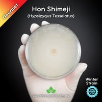 Image 1 of Hon Shimeji (Hypsizygus Tesselatus) Live Mycelium Mushroom Culture Spawn Seed