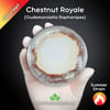 Chestnut Royale (Oudemansiella Raphanipes) Live Mycelium Mushroom Culture Spawn Seed