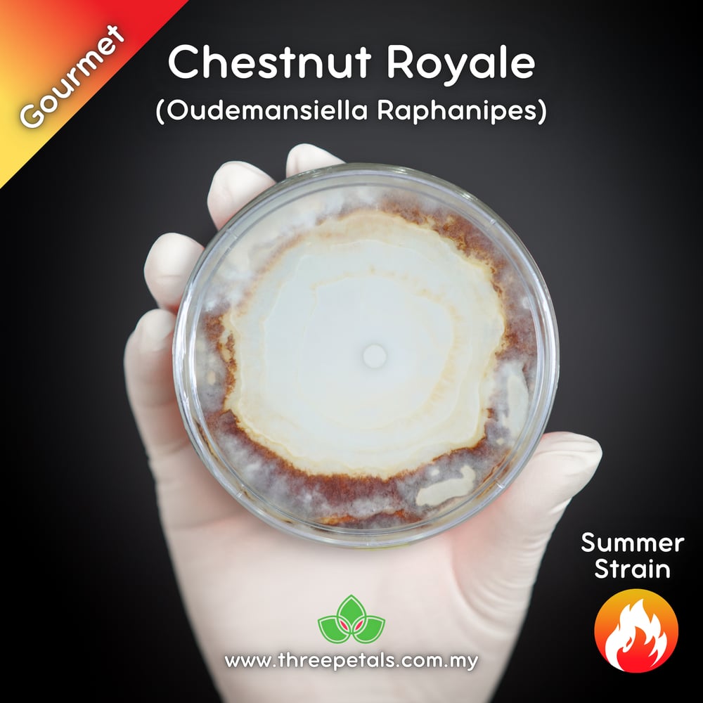 Chestnut Royale (Oudemansiella Raphanipes) Live Mycelium Mushroom Culture Spawn Seed