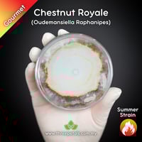 Image 1 of Chestnut Royale (Oudemansiella Raphanipes) Live Mycelium Mushroom Culture Spawn Seed