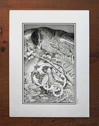 Image 1 of Goshawk and Pomegranate · Original Art