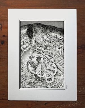 Goshawk and Pomegranate · Original Art