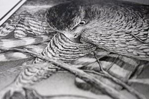 Goshawk and Pomegranate · Original Art