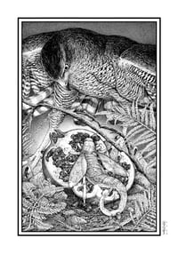 Image 5 of Goshawk and Pomegranate · Original Art