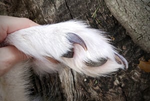 Image of Pale Wolf Paw Bag