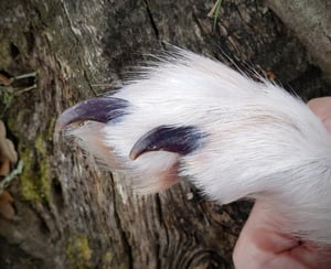 Image of Pale Wolf Paw Bag