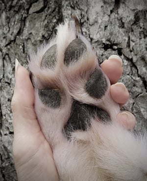 Image of Pale Wolf Paw Bag