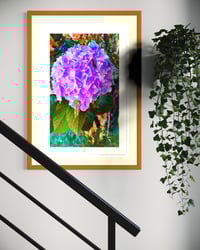 Image 2 of A HYPER HYDRANGEA (36X24)