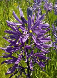 Image 1 of Great Camas Lily : Camassia leichtlinii